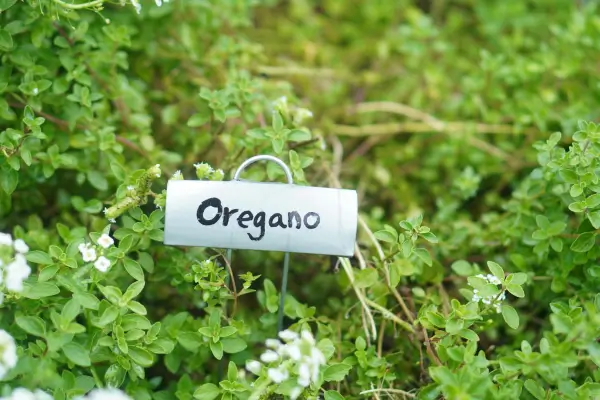 Como montar um jardim vertical aromático em 2m² e ter temperos frescos ao alcance das mãos
