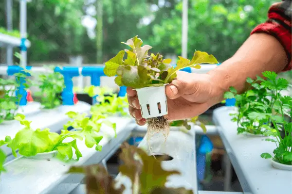 Dicas de adubação orgânica líquida perfeita para temperos em hidroponia