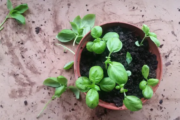 As 7 ervas mais fáceis de cultivar em sistemas hidropônicos verticais