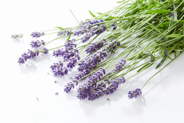 Como ter cheiro de frescor na varanda: ervas que perfumam naturalmente o ambiente