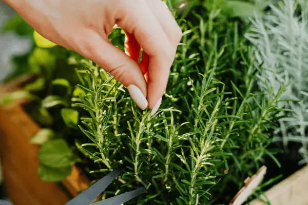 Guia prático: combinação de ervas que funcionam bem juntas em mini jardins