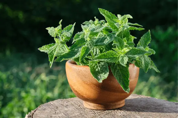 Ervas raras e pouco conhecidas para surpreender no seu jardim vertical