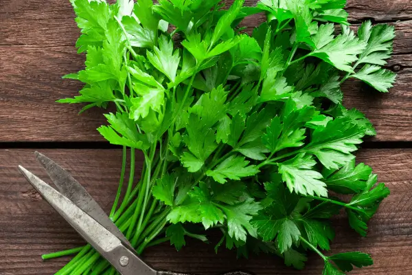 5 erros comuns ao cultivar temperos em mini jardins verticais