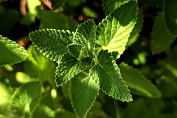 Como transformar sua varanda em uma “farmácia natural” com ervas aromáticas