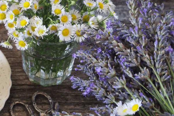 10 plantas verticais que ajudam a relaxar e melhorar o sono