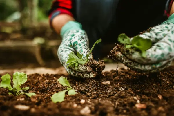 Jardinagem consciente: como transformar o cultivo em prática de mindfulness