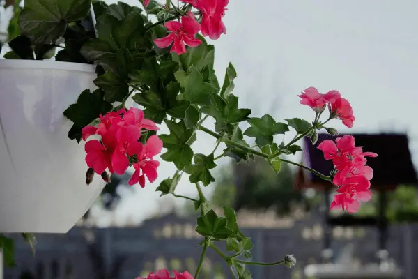 Aromaterapia natural: plantas que elevam o humor em ambientes reduzidos