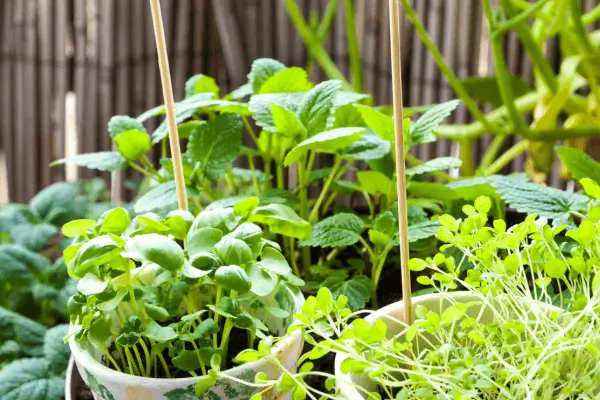 Quais plantas usar para cada estado emocional
