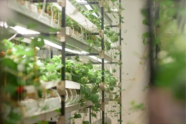 Como automatizar um jardim vertical hidropônico gastando pouco