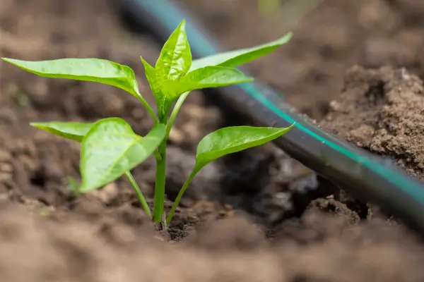 Irrigação automática: passo a passo para varandas pequenas