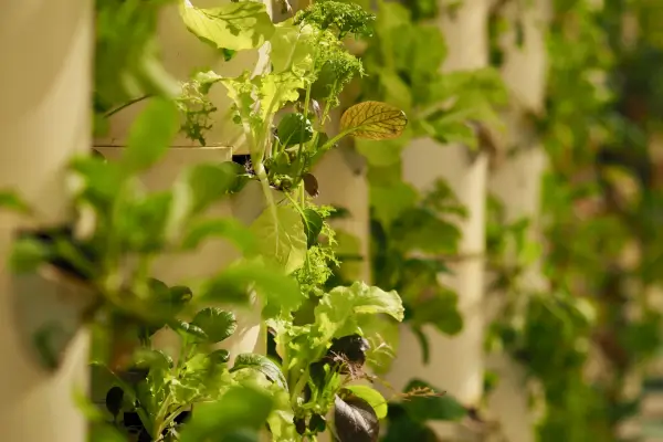 Jardins inteligentes para iniciantes: guia básico de automação
